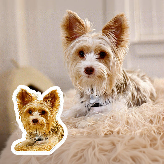 That Quiet Spot on the Sofa: Why We Miss Four-Legged Family Members So Much